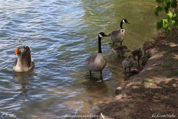 The family and gray goose swimming away from the stranger human with a hunk of plastic with a glass tube.