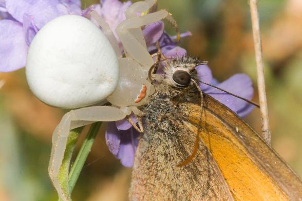 Foto de una araña Misumenia vatia predando sobre una mariposa del género Pyronia.