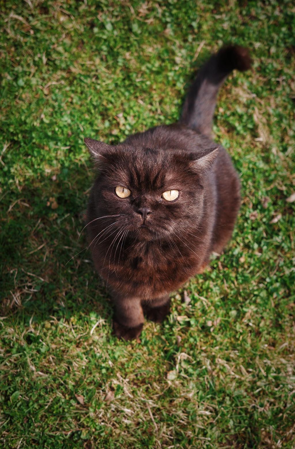 Close-up, from above, a dark cat is photographed looking directly into the camera. The cat is sitting on green grass. The cat has yellow eyes. Close-up, from above, a dark cat is photographed looking directly into the camera. The cat is sitting on green grass. The cat has yellow eyes.