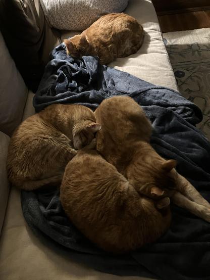 The 4 Noobs  (Sibby, Scooby, Pip, Squeak) all ginger Tabby’s, rest comfortably on the their kingdom size blankey on the couch. Naturally, it’s caturday...