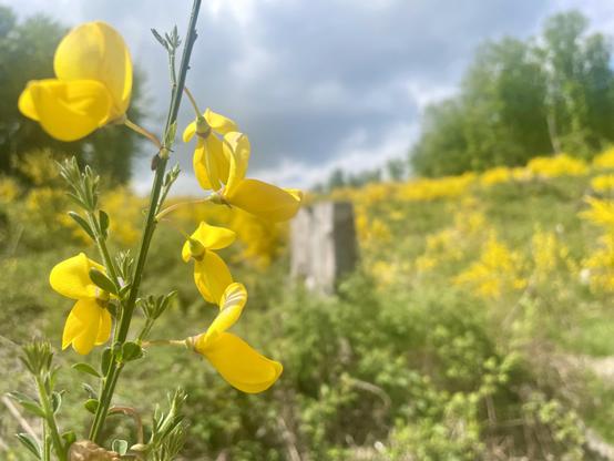 Eine Nahaufnahme vom leuchtend gelben Ginster mit einem verschwommenen Hintergrund eines Feldes, das mit mehr gelben Ginster-Blüten und Grün gefüllt ist, unter einem teilweise bewölkten Himmel.

A close-up view of bright yellow flowers with a blurred background of a field filled with more yellow blooms and greenery, under a partly cloudy sky.