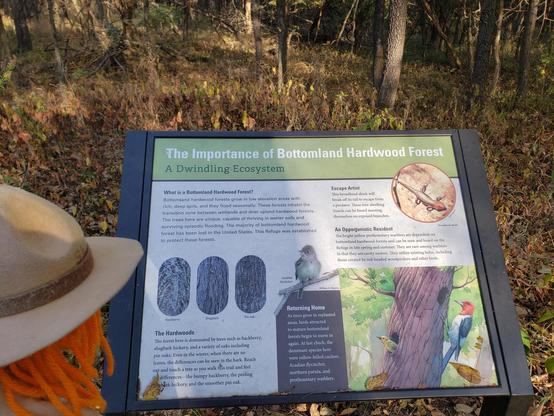 Ranger Sarah learns about the importance of Bottomland Hardwood Forest. The refuges bottomland hardwood forests are dominated by oaks and hickorys.
— at Marais des Cygnes National Wildlife Refuge.

#
