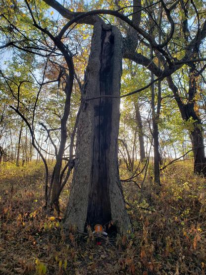 Ranger Sarah found a tree that was damaged by a lightning strike, it is still alive.
— at Marais des Cygnes National Wildlife Refuge.
