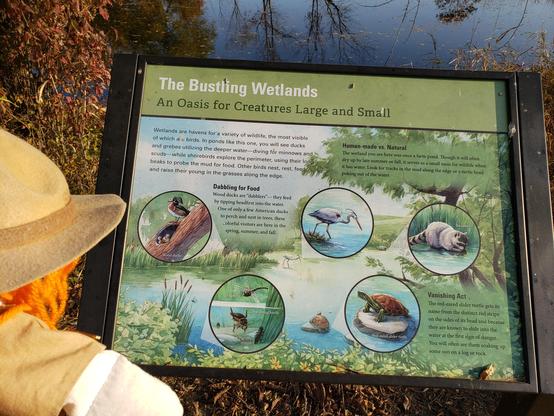 Ranger Sarah learns about the wetlands in the refuge and the animal that can be found here.
— at Marais des Cygnes National Wildlife Refuge.
