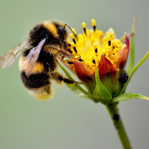 bee
