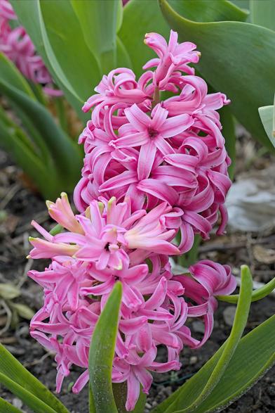 A tight, vertical close-up of a hyacinth bloom, filling the frame with its dense cluster of petals.  Dominant hues of rosy pink swirl through the petals, contrasted by the fresh green of the leaves.