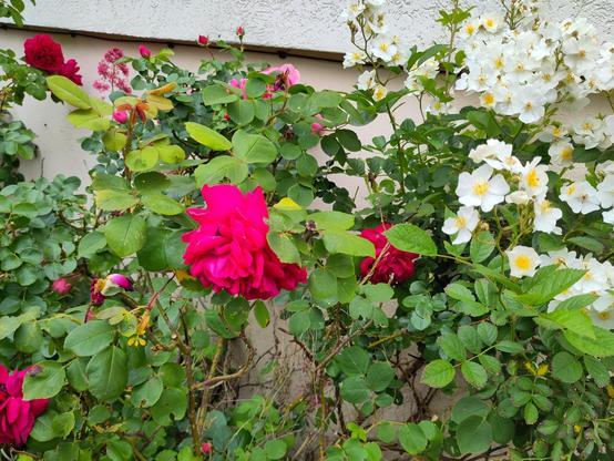 Photo de mon rosier. À gauche, quelques grosses roses classiques, d'un rose rouge vif avec de multiples pétales en boule. À droite, un buisson de petites fleurs blanches comme celles de l'églantier. Toutes les fleurs proviennent bien du même rosier.