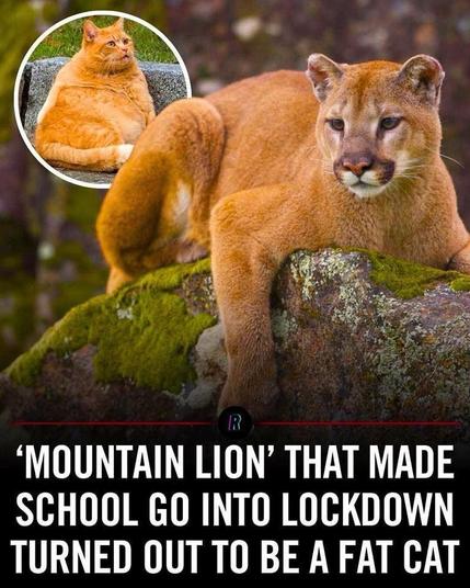 An image features a large, muscular mountain lion lounging on a rock, with a smaller inset photo of a chubby domestic cat. The text highlights a misunderstanding where the domestic cat was mistaken for a mountain lion, leading to a school lockdown.
