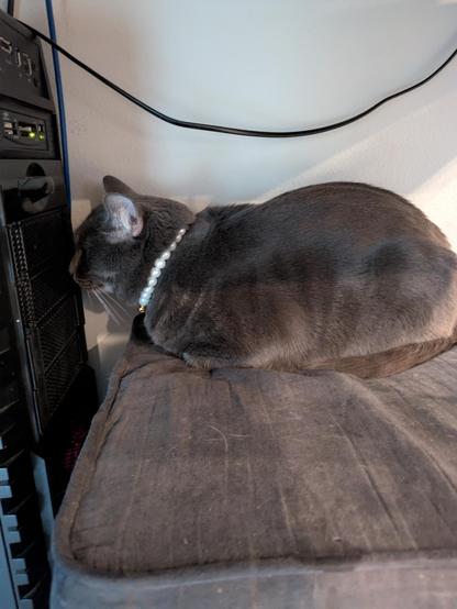 grey kitty with a pearl collar sitting on her cushion