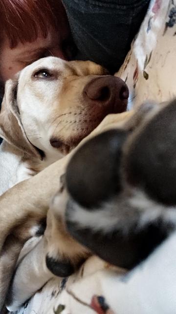 Hund liegt auf dem Boden. Man sieht im Vordergrund unscharf die Pfote, dann das Gesicht des Hundes und im Hintergrund, an den Hund gekuschelt, einen Teil des Gesichts eines schlafenden Menschen.