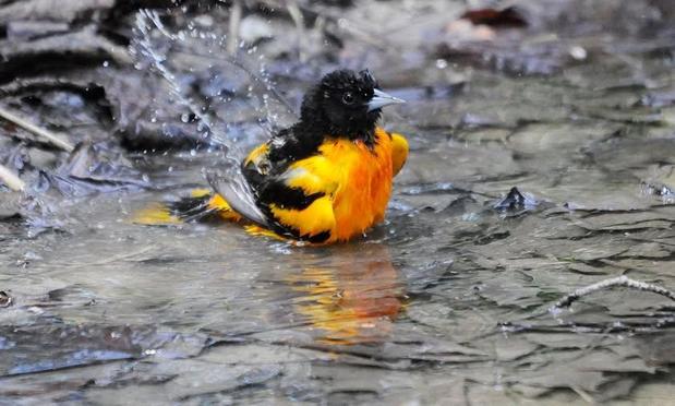 Baltimore Oriole, male