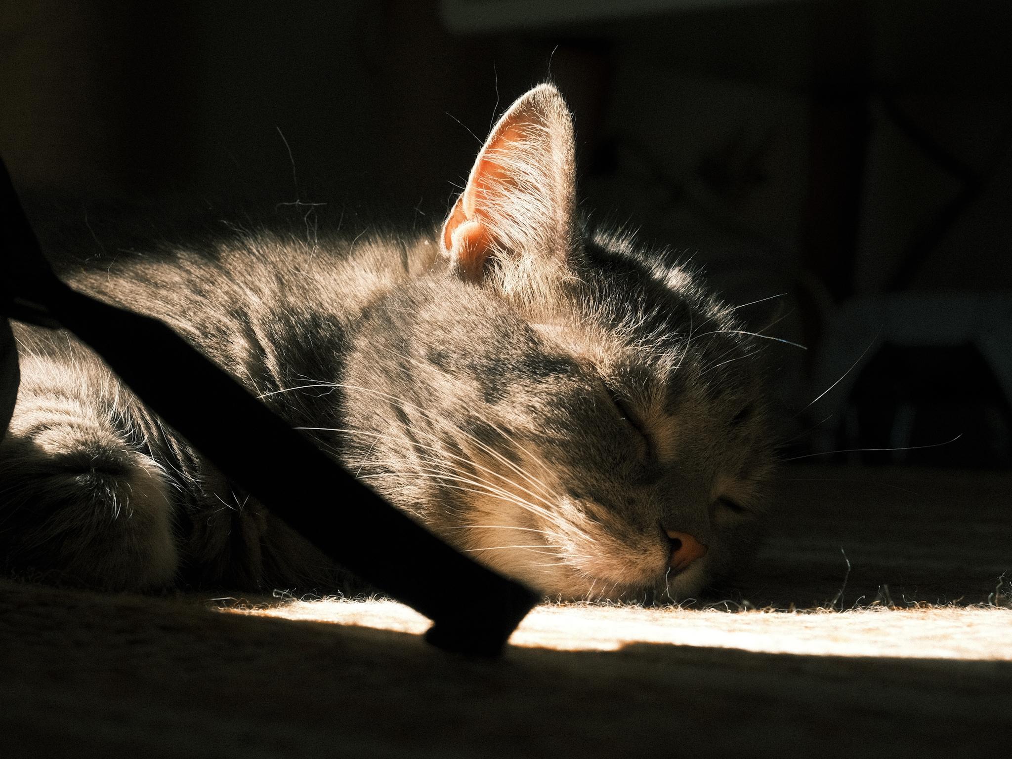 Wilma, a gre cat, peacefully sleeping on the carpet. The sun is shining on her face. Wilma, a gre cat, peacefully sleeping on the carpet. The sun is shining on her face.