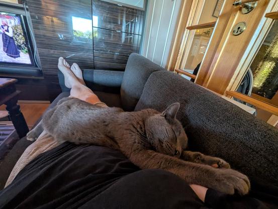 Snurre the Cat is lying stretched out on top of me, and appears to be liquid and boneless