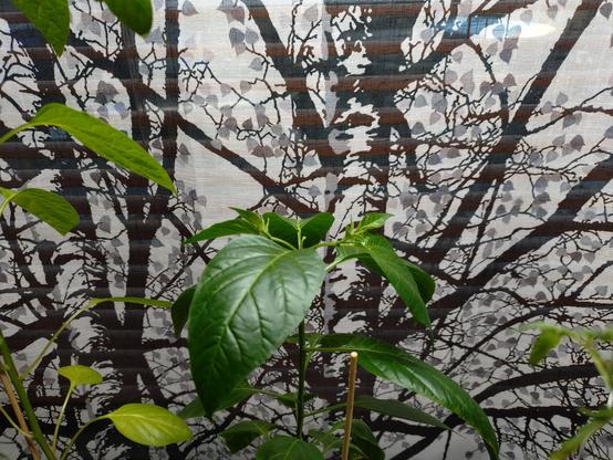 Chili plant top parts with few buds coming out. Background is birch-themed curtain.