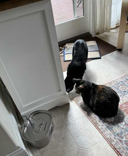 cats