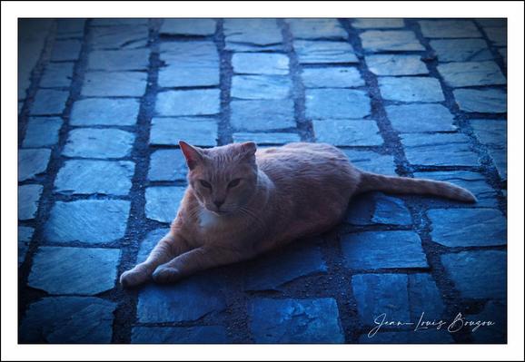 The image captures a solitary cat resting on a cobblestone surface. The cat has a sleek, light brown or orange coat that contrasts against the textured blue-gray stones beneath it. The cobblestones are arranged in a somewhat regular pattern, with narrow gaps filled with what appears to be mortar or dirt. The lighting suggests either early morning or late afternoon, casting a soft, cool tone over the scene that enhances the blue hues in the stones while creating gentle shadows around the cat. The cat's relaxed pose, lying down with one paw extended, conveys a sense of calm and contentment amidst the quiet, possibly deserted outdoor setting. The overall mood is peaceful and contemplative, highlighting the simple beauty of everyday moments where nature and human-made environments intersect.