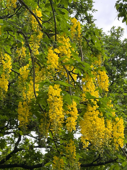 A photo filled with bright yellow cascades of laburnum flowers and the brilliant green leaves surrounding them. 