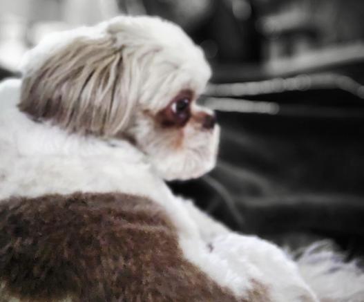 Shitzu dog starting off to the left. White with brown spots in color, while background is artistic black and white, slightly blurred.