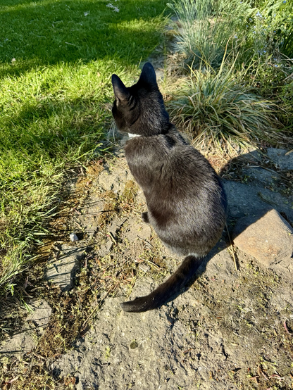 Black cat on a stony patch.