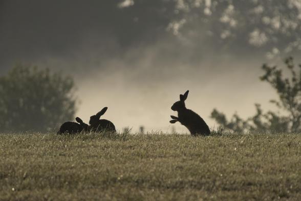 Three hares sitting in a field on a foggy morning. The two to the left huddled together while a little bit to the right of them, one is standing on its hind legs with its front paws forward. In the background the morning mist slowly burning away in the rising sun.