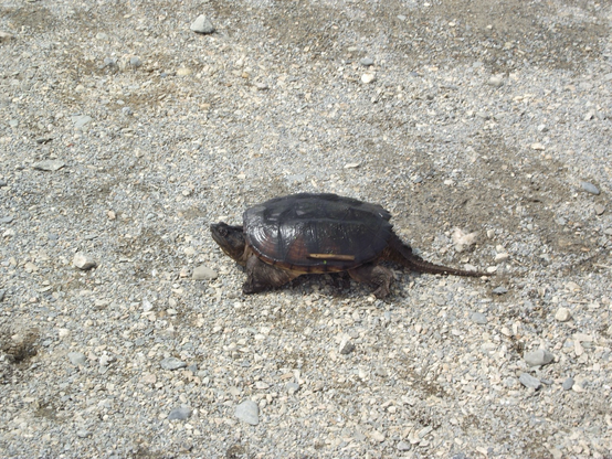 Adult common snapping turtle 