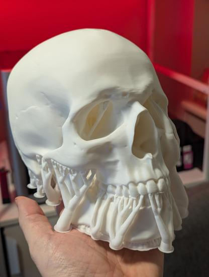A 3d print of a full-size skull in a person's hand. There are "tree" supports holding on to overhanging bits of the model that need to be removed still.