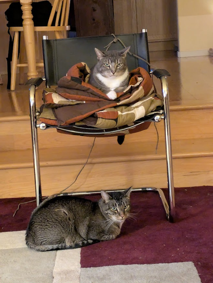 Tabby cat Michel, on top of a piled-up old brown comforter on a black-leather and metal-rod chair, looks at the camera with an expression of seriousness and concern. Tabby cat Giovanni, in front on the carpet, wants it to be known that he was fully accepting of his brother up there, but is about done.
