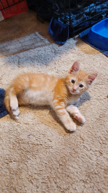 A fluffy orange kitten lying on his side