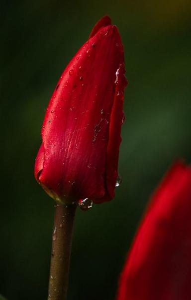 Red tulip covered with morning dew.