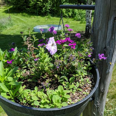 A photo showing a large planter pot that is attached to a post, or pole if you prefer, that has a hot pink or purple verbena that had some petunias sprout with it while indoors over the winter. The petunia is faded pink and white and is the type that will grow one long stem and die if you don't dead head it after about 10 flowers. No bueno. There are also volunteer petunia and birch trees and who knows what around the perimeter of the big pot. Some of the verbena seen is in a hanging pot beyond the big pot. There is a silver birch in the upper right beyond the post and next to it is a very large hexagon shaped raised bed that someone hasn't put in place, dug a hole, filled hole with wood, covered it with layers of small wood and dirt and leaves repeated over until it's about half fill and the topped up with whatever is scraped up around that counts as soil to fill it up. There are 7 grape vines in the distance growing in the lawn with green fiberglass stakes next to them, the 8th stake has a dead grape. Beyond those are Japanese knotweed, spindle something shrub..., and black cap raspberries, ... and vinca major, and lots of big rocks.