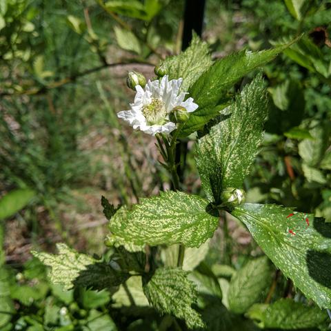 A photo showing a blackberry blossom. The leaves of the plants have white areas and the leaves look deformed somewhat. They are infested with leafhoppers on the underside of the leaves. There are 3 shown with red arrows near the right lower center. They were sprayed with 50 parts water to 1 part liquid castile soap, or about 1 US gallon or so with 5 tablespoons of soap. The underside of the leaves have to be sprayed.