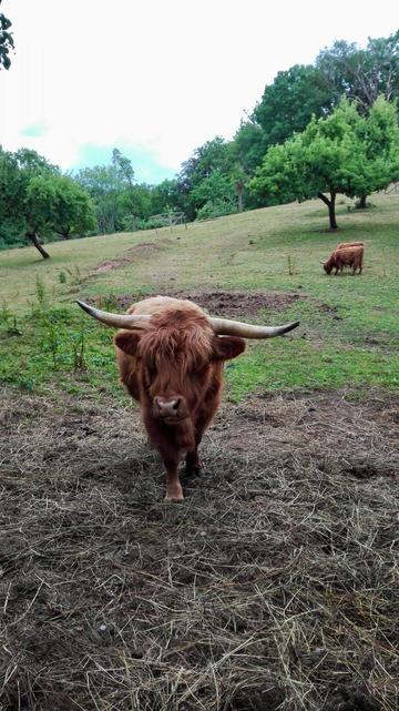 Ein Highlandrind steht auf einer Wiese mit Bäumen und Landschaft im Hintergrund