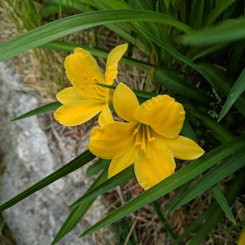 A closeup photo of two yellow daylily flowers. They are small italian golden stars or something. ;) They are growing on top of a piece of solid granite bedrock that has a little bit of dirt on it.