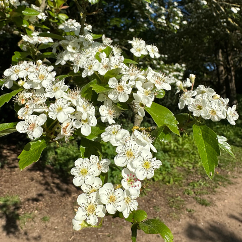 A branch hanging over a dirt path in bright sunshine, absolutely covered in white blossom and fresh green leaves. 