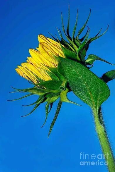 A brand new sunflower awakening or unfurling before a beautiful vibrant blue sky.

I HAVE A CURRENT DISCOUNT CODE ON ALL MY PRINTS AND PRODUCTS which will activate at checkout. ENTER CODE:  JGBFHS

THE FINE ART AMERICA LOGO WILL NOT APPEAR ON PURCHASED PRINTS OR PRODUCTS.