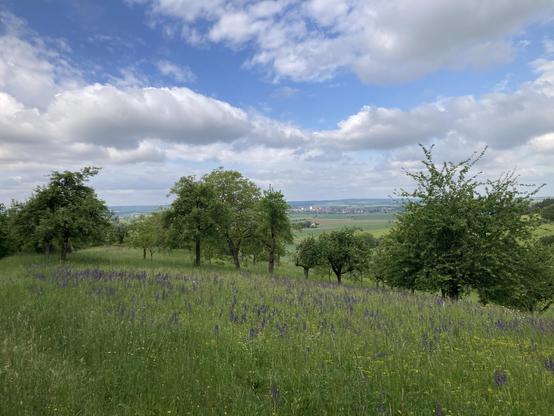 Reichlich blühender Wiesensalbei steht auf einer Streuobstwiese. Blauer Himmel und Wolke.