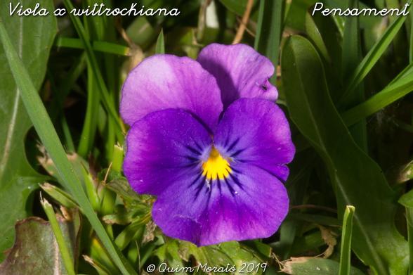Viola x wittrockiana. El pensament és un híbrid entre Viola tricolor i altres espècies de Viola. Creat a la primera mitat del segle XIX, quan, sembla, els jardiners s’avorrien moltíssim i es dedicaven a anar barrejant espècies a veure que en sortia. En aquest cas va sortir una planta de fins a un pam i mig d’alçada, amb unes flors monstruoses, comparades amb els seus pares i amb un nombre gran de coloraines. A casa nostra només es deixa veure als jardins però a alguns llocs se n’escapa per poder viure lliure. 
