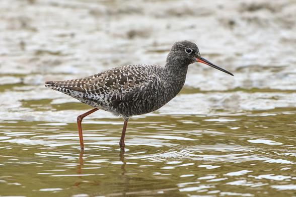 Een vogel op hoge oranje poten met lange rechte snavel, zwart-wit geblokt verenpatroon en een witte rand om het zwarte oog loopt door het bruine water.