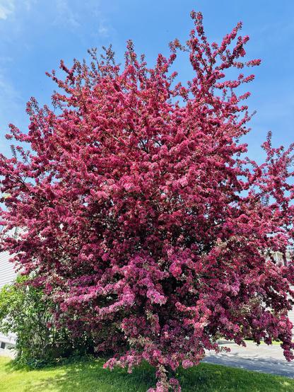 an ornamental tree with pink blossoms in full bloom 