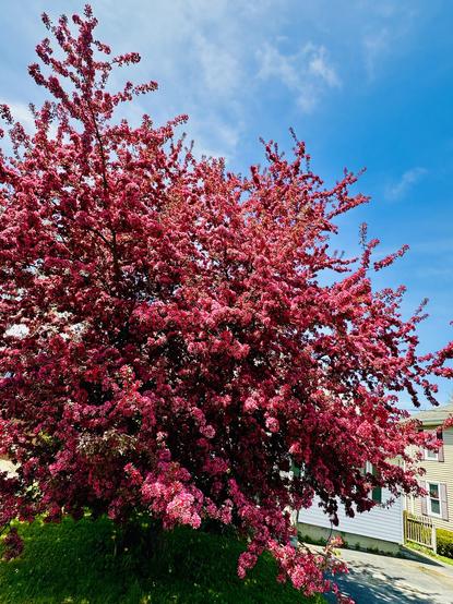an ornamental tree with pink blossoms in full bloom 