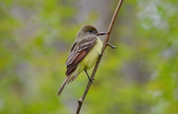 Great Crested Flycatcher