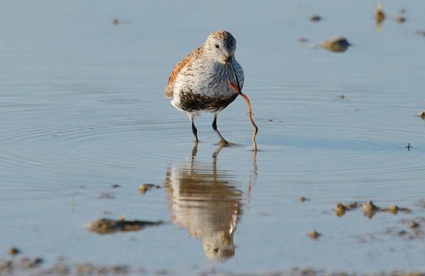 Dunlin 