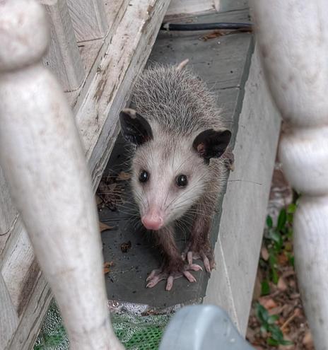 A young possum expecting to be served breakfast.