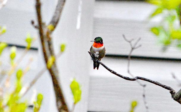 Ruby-throated hummingbird 