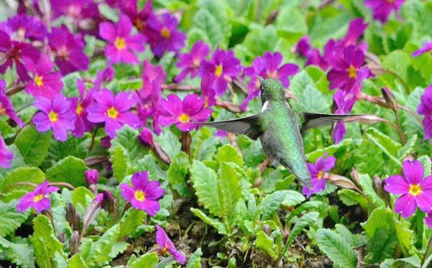 Ruby-throated hummingbird 