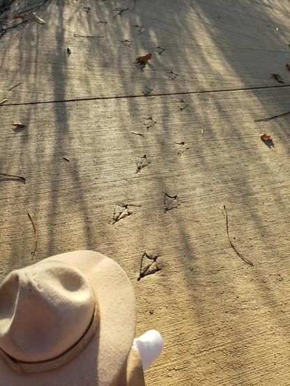 Ranger Sarah spots geese prints in the sidewalk.
— at Marais des Cygnes National Wildlife Refuge.
