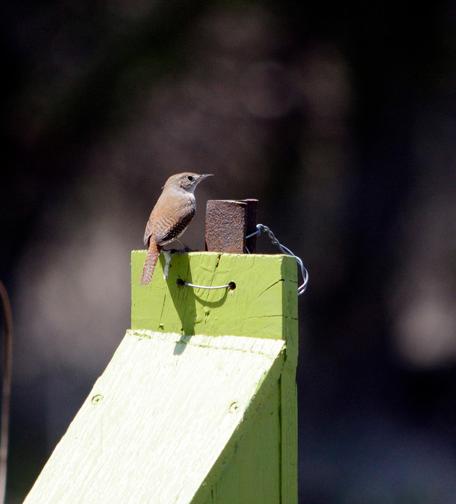 Northern House Wren