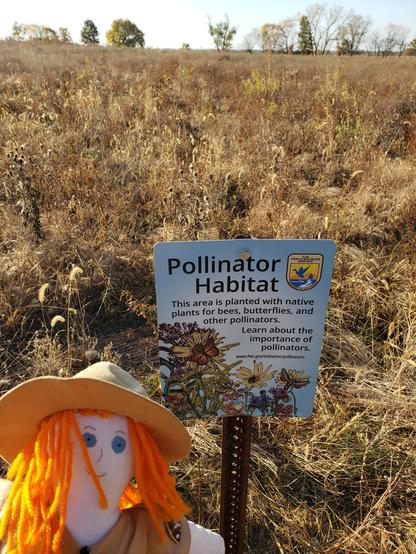 Ranger Sarah at a pollinator Habitat. She wish she was here when everything was in bloom, their must have been a lot of butterfly.
— at Marais des Cygnes National Wildlife Refuge.
