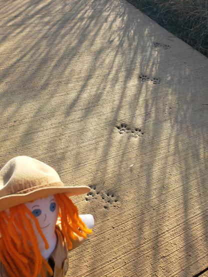 Ranger Sarah isn't quite sure who's prints these are, she is leaning towards a bobcat.
— at Marais des Cygnes National Wildlife Refuge.
