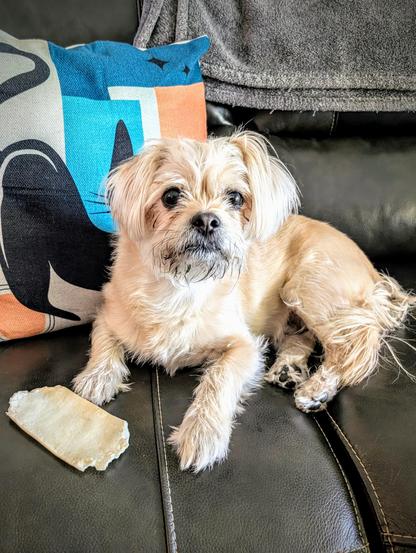 Cute blond Shihtzu Yorkie Chihuahua mix posing for a photo laying on the couch next to his dental chew.